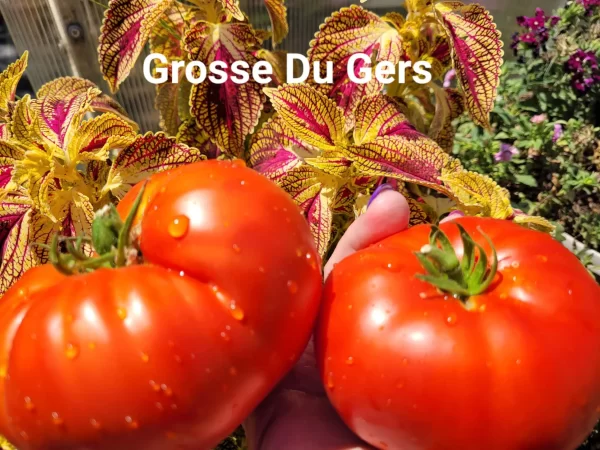 Grosse du Gers Гросс-Дю-Жер (Большой из Дю Жер) — изображение 2