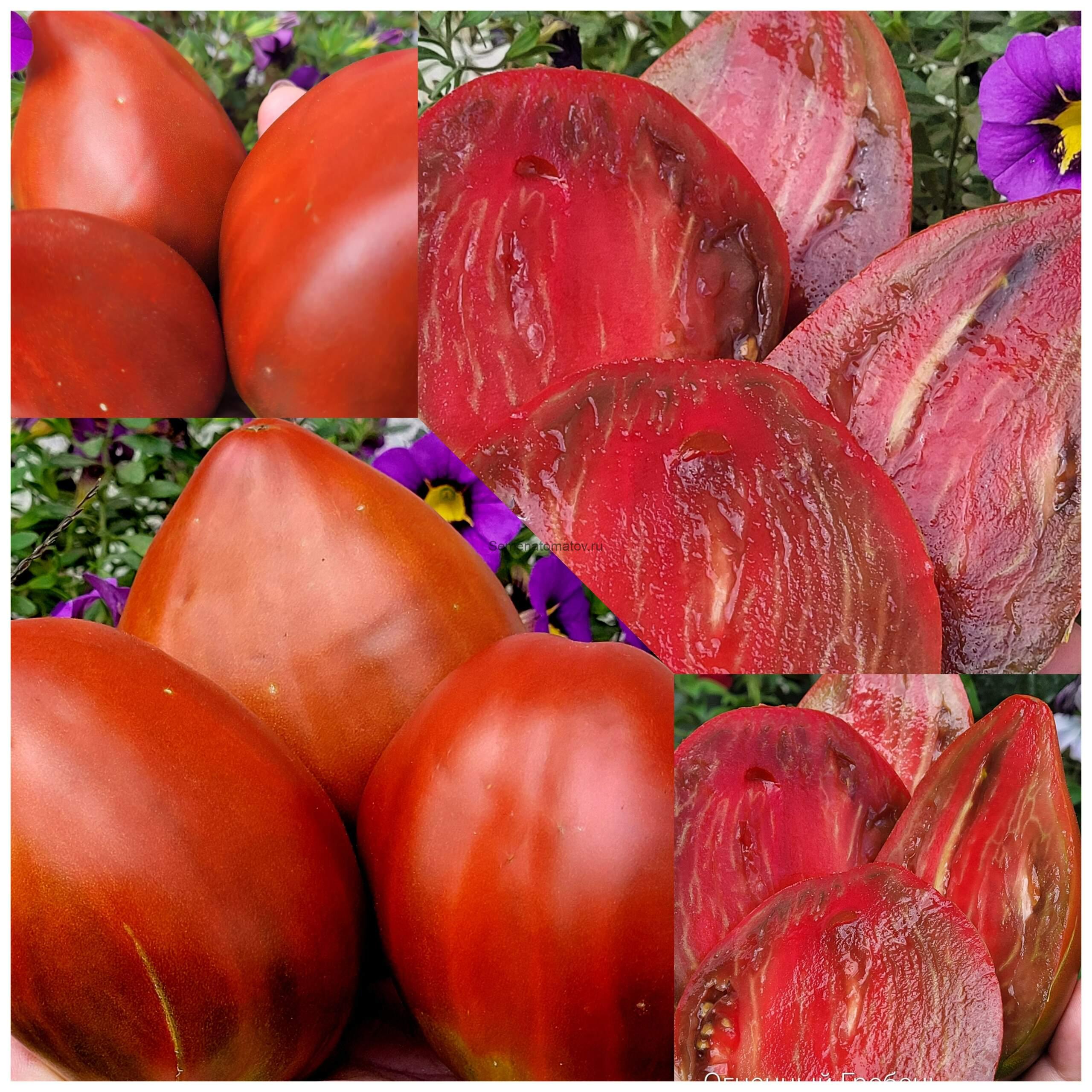 Cresta di Fuoco (Огненный гребень)Шоколадный — изображение 2