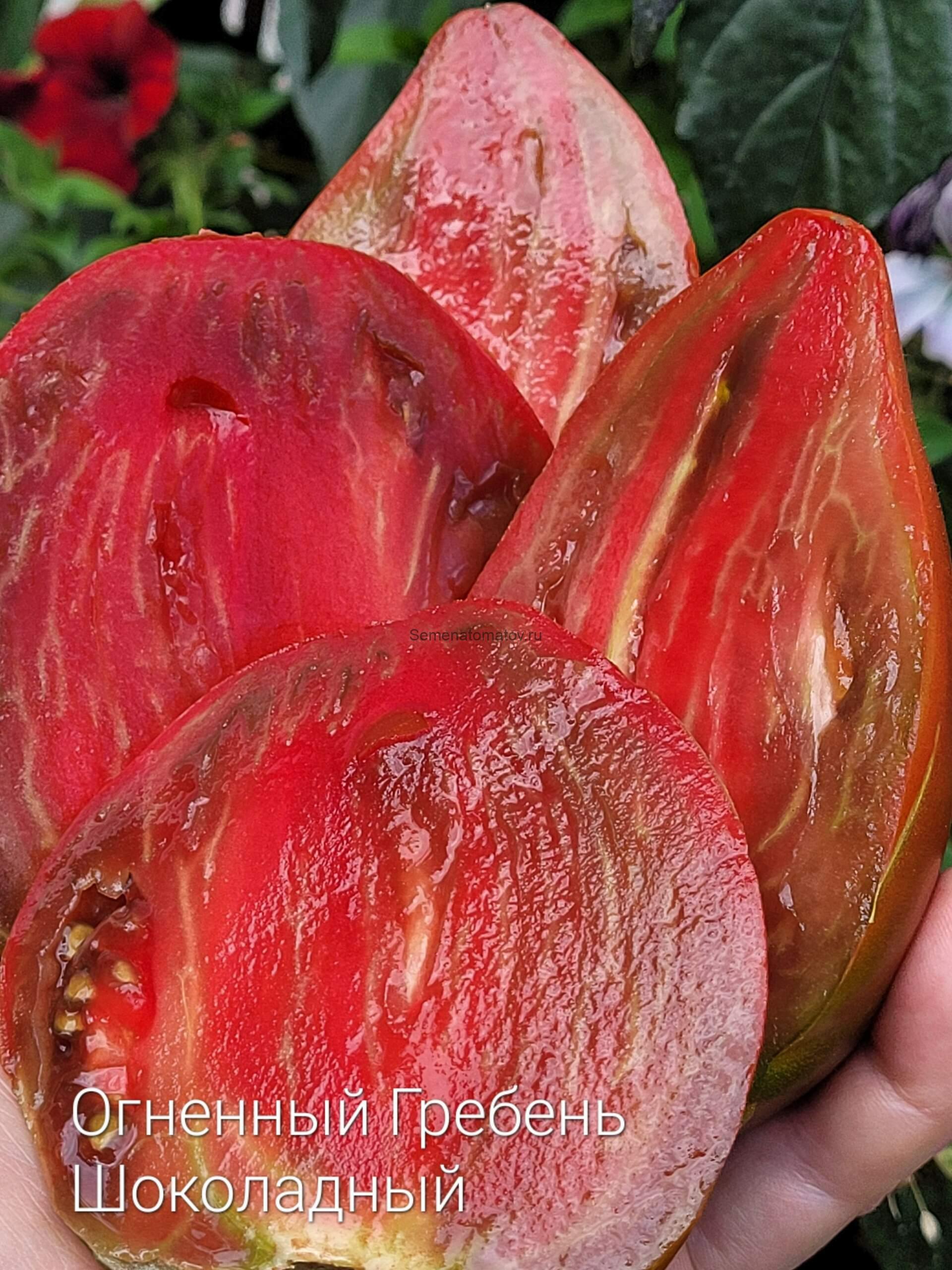 Cresta di Fuoco (Огненный гребень)Шоколадный — изображение 3