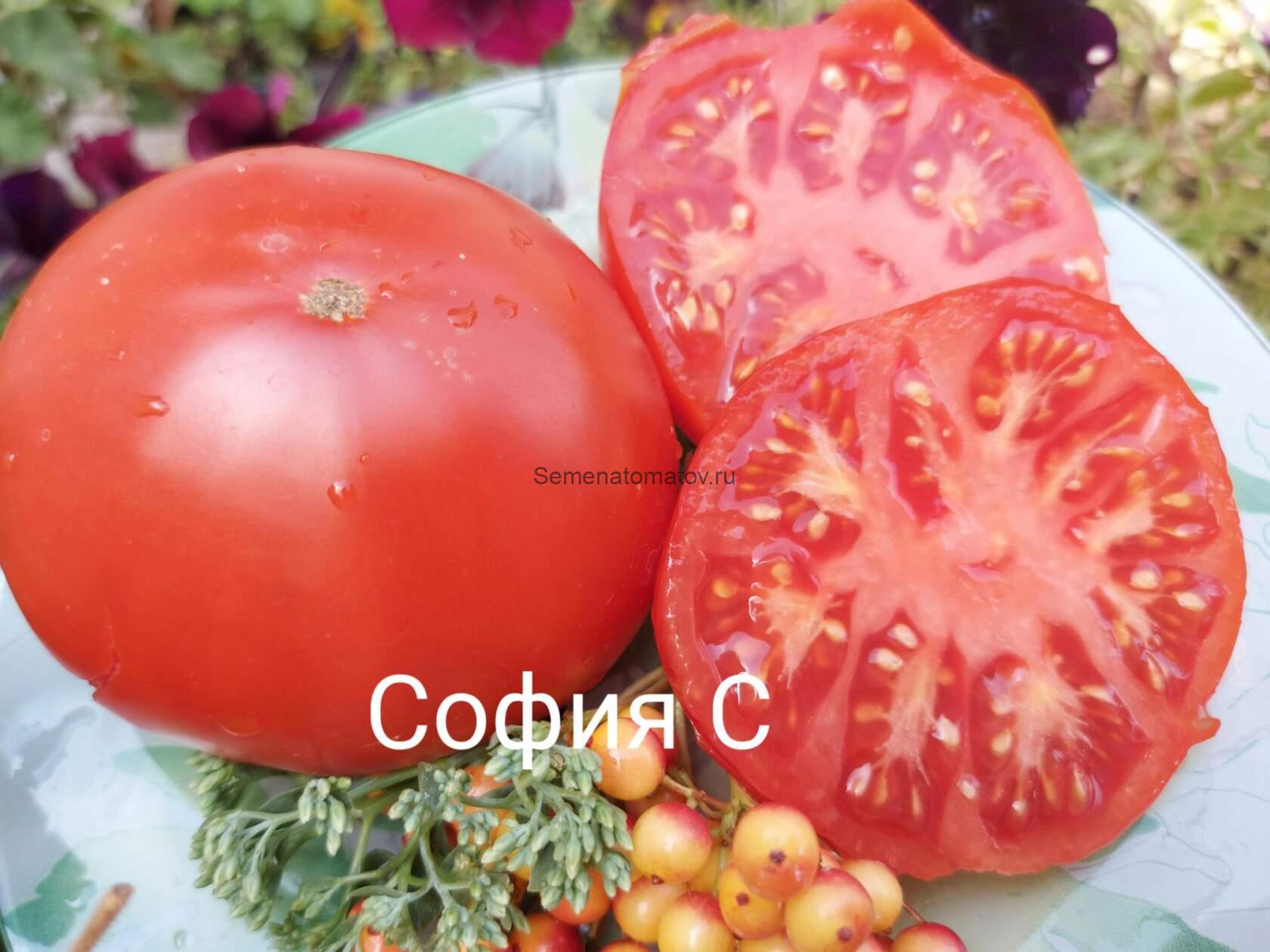 Rosado de Ayerbe (Роза из Айербе)