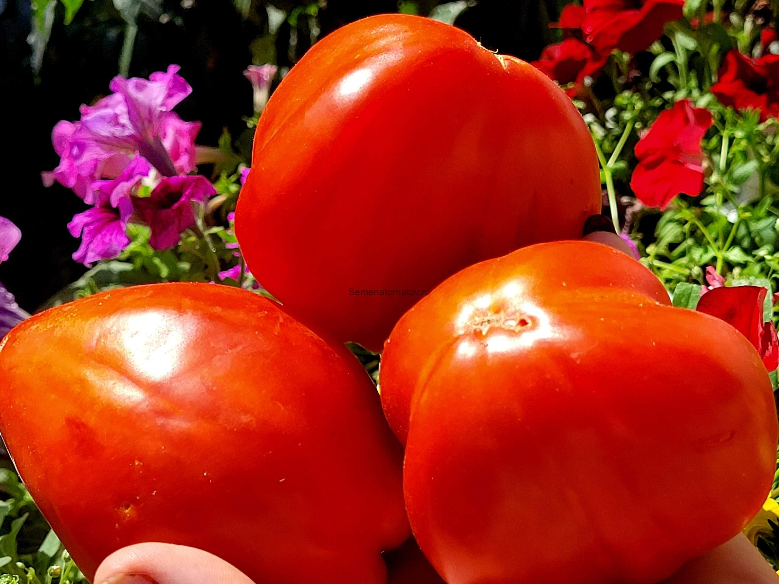 Aunt Swarlo’s Polish Plum, Польская слива тёти Сварло