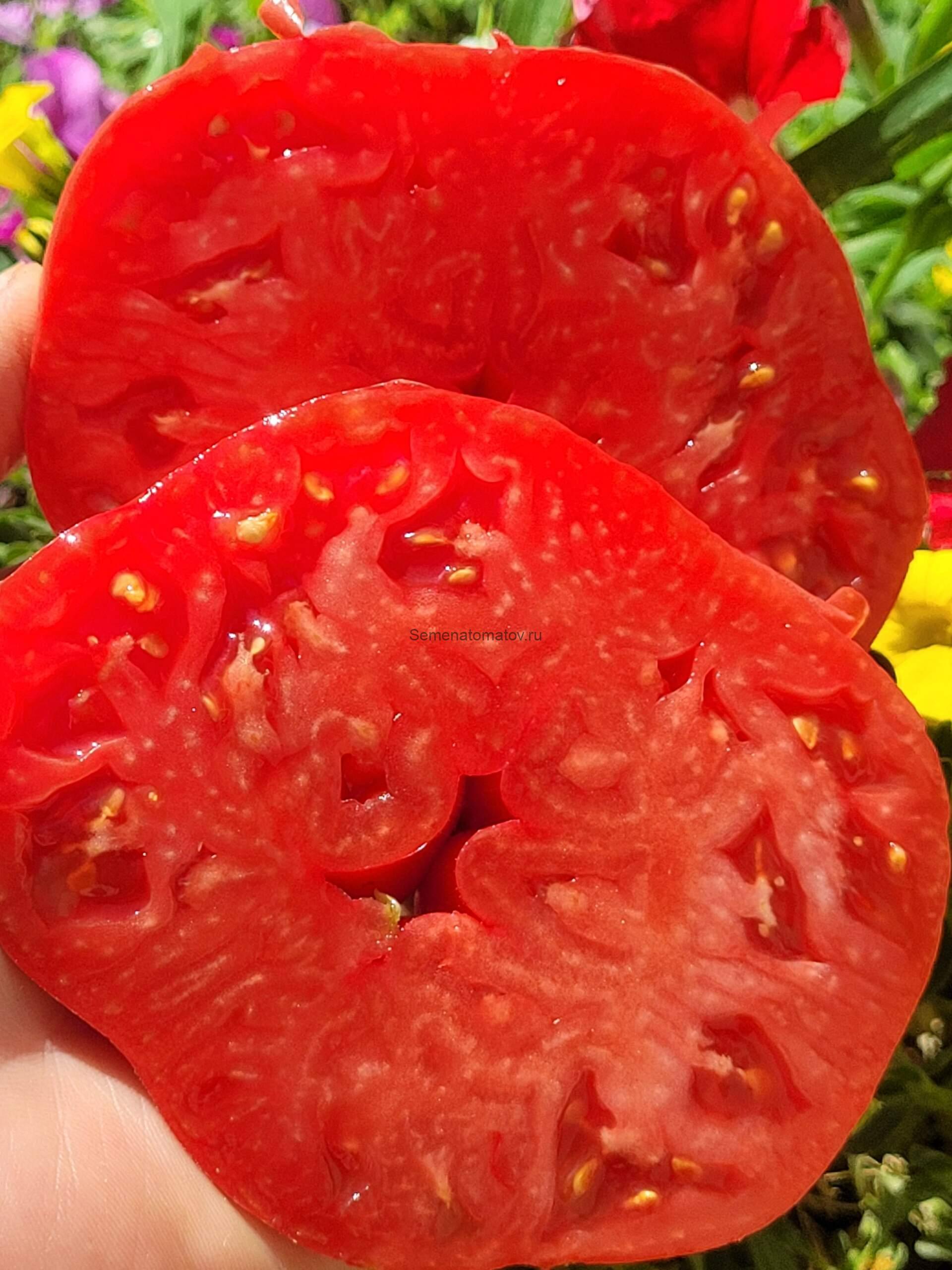 Aunt Swarlo’s Polish Plum, Польская слива тёти Сварло — изображение 2