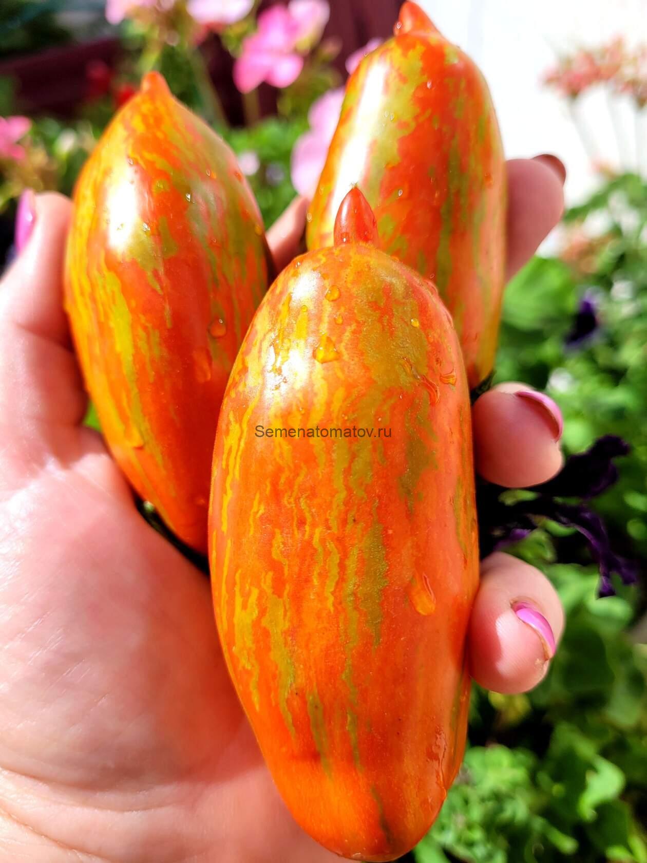 Boxer rebellion CTR strain Штамм боксерского восстания CTR — изображение 2