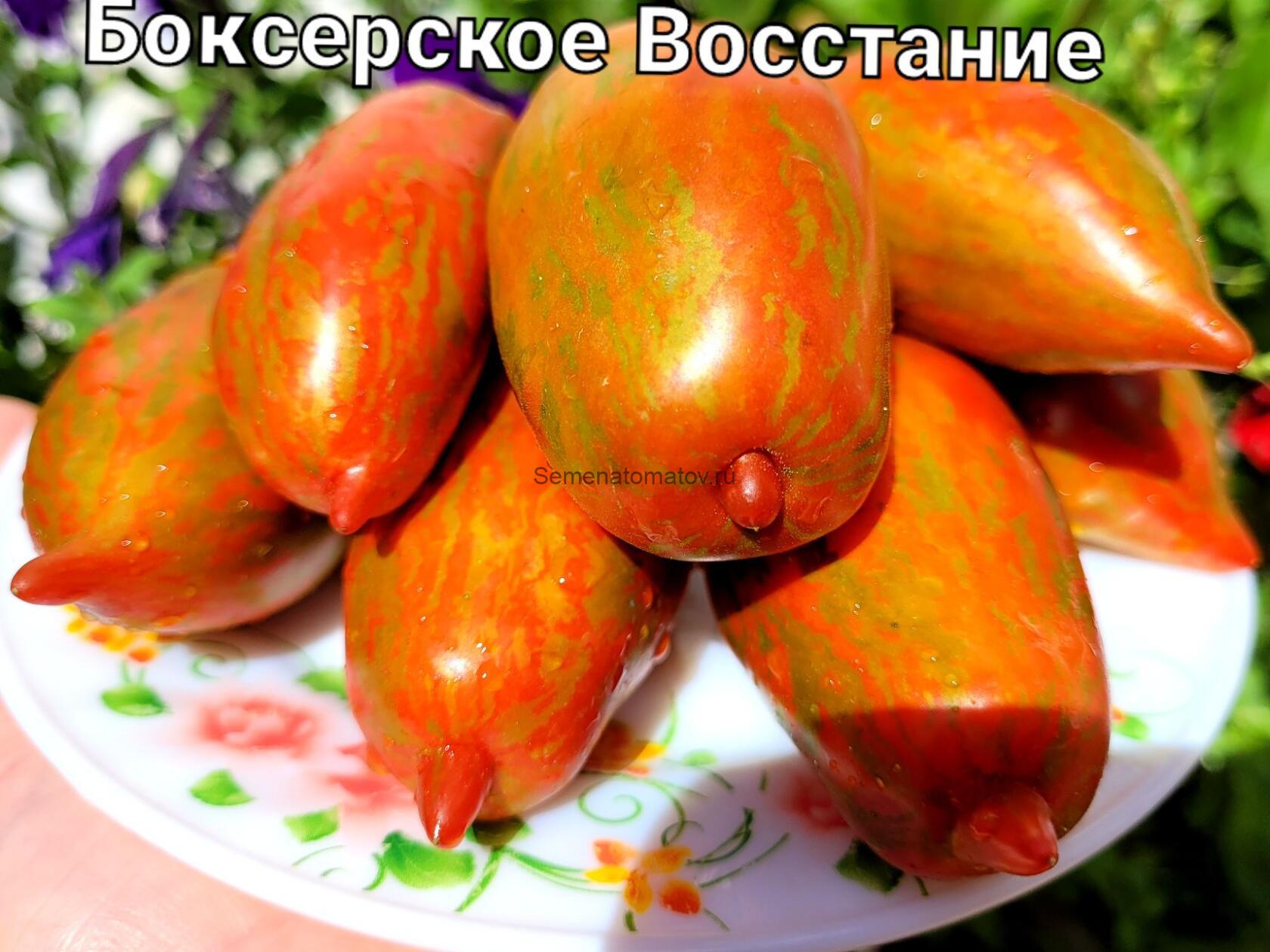 Boxer rebellion CTR strain Штамм боксерского восстания CTR