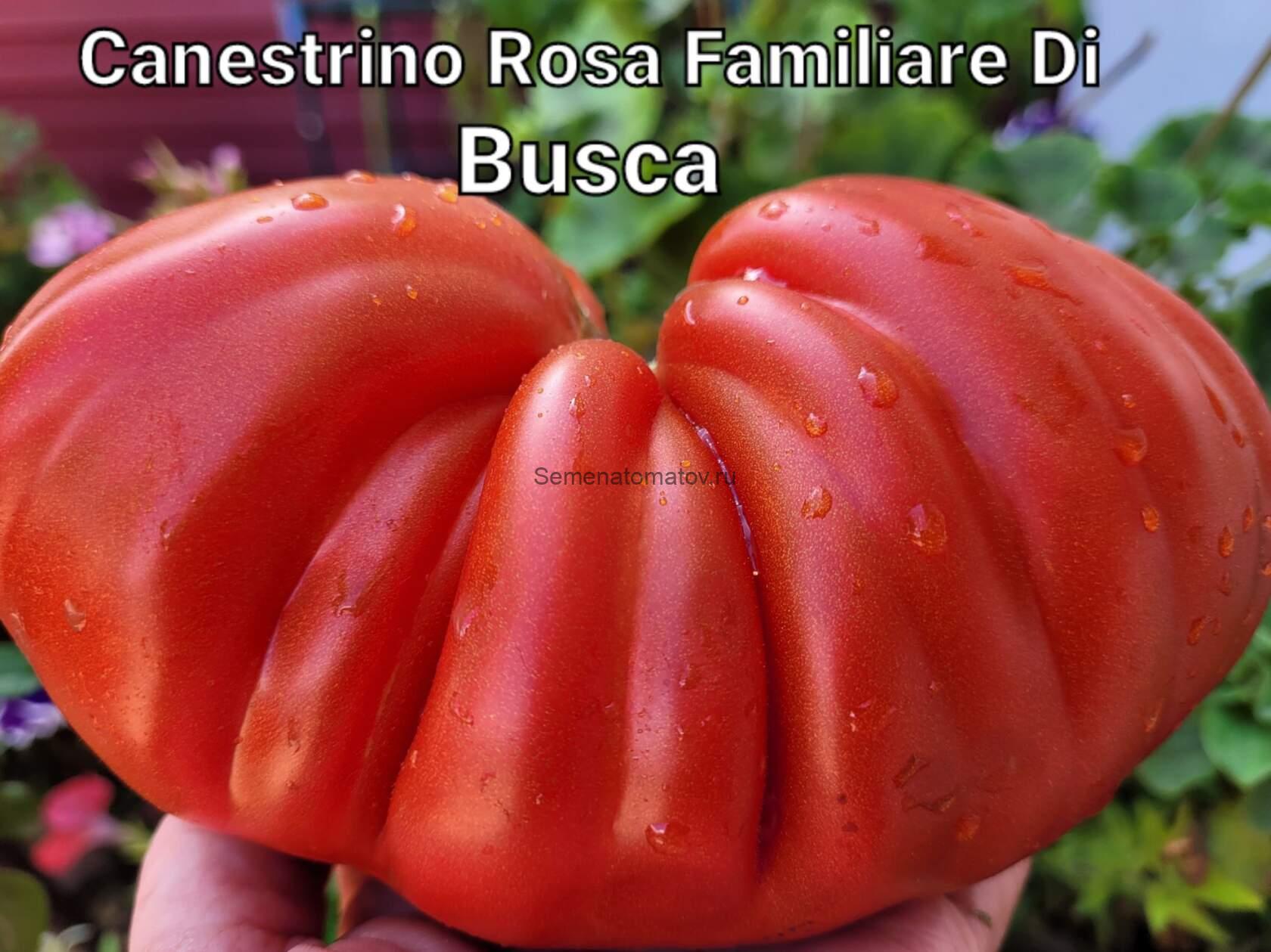 CANESTRINO ROSA FAMILIARE DI BUSCA-ФАМИЛЬНАЯ РОЗОВАЯ КОРЗИНА БУСКА ИТАЛИЯ