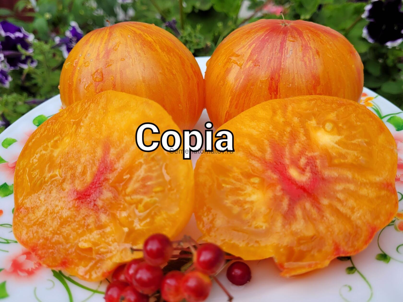 Сopia — изображение 2