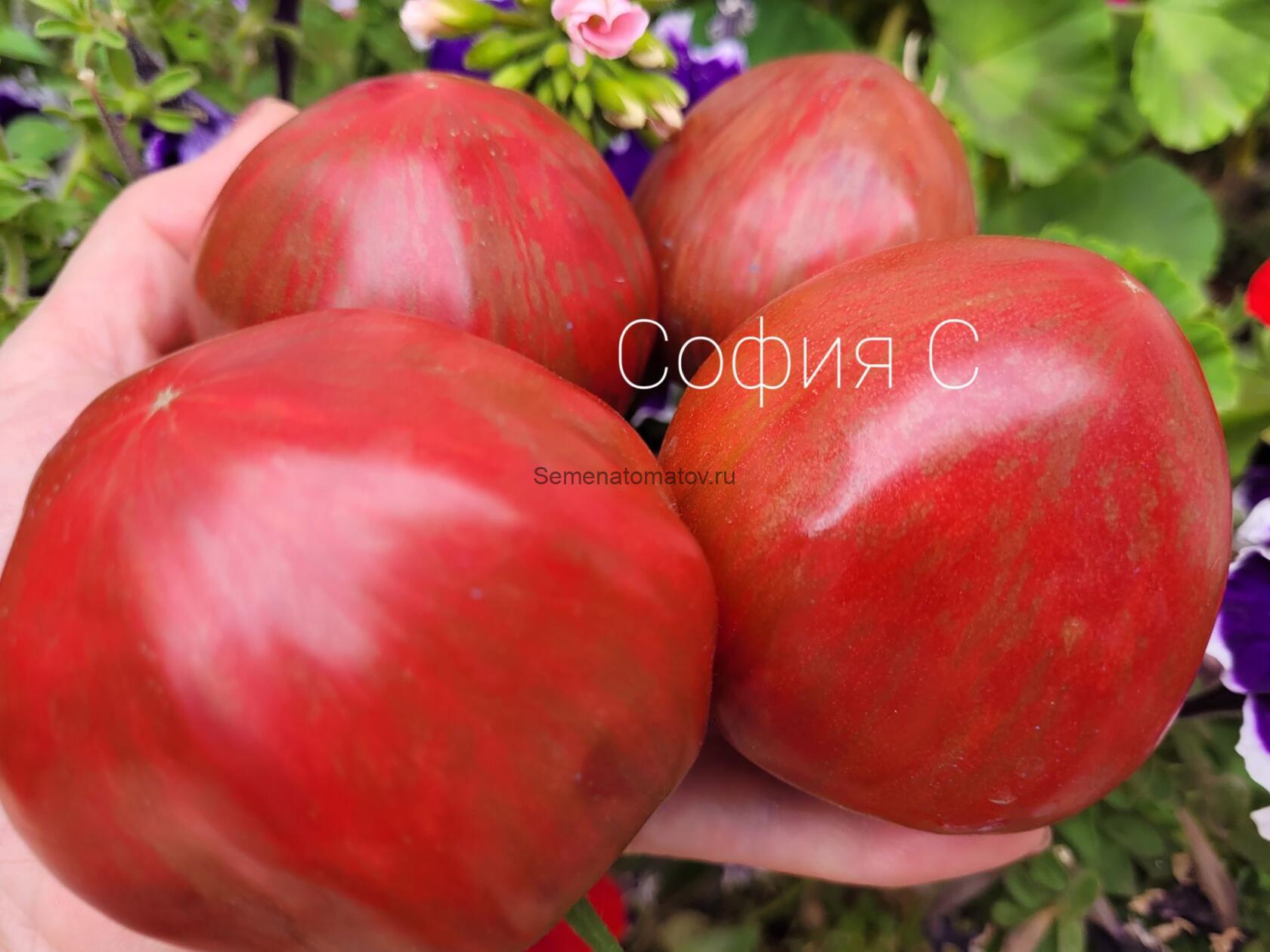 Dark Sunburst Темный Солнечный Свет