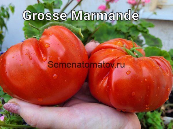 Grosse Marmande Большой марманд