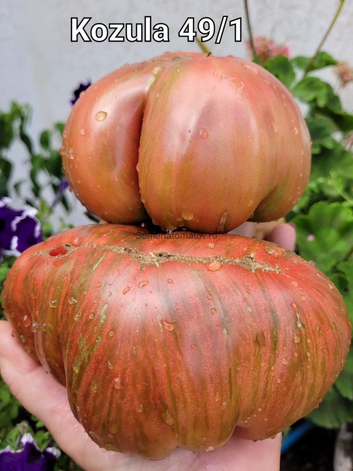 Kozula 49 1 kozula-49-1