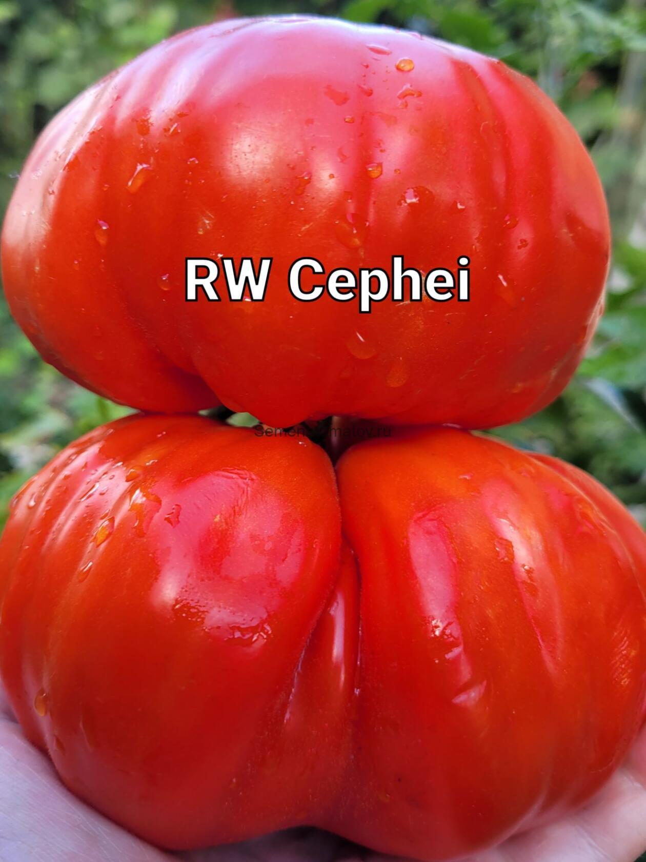 RW Cephei — Семена Томатов