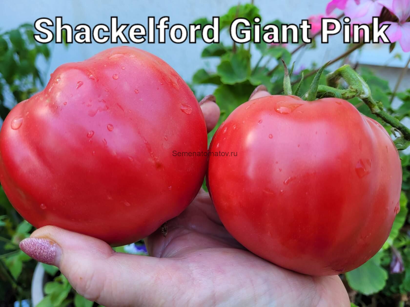 Shackelford Giant Pink Шекелфорд Гигантский Розовый