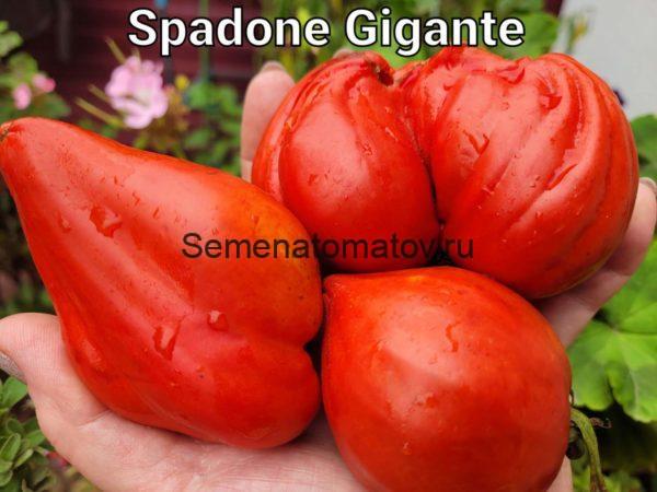 Spadone Gigante Гигантский Меч