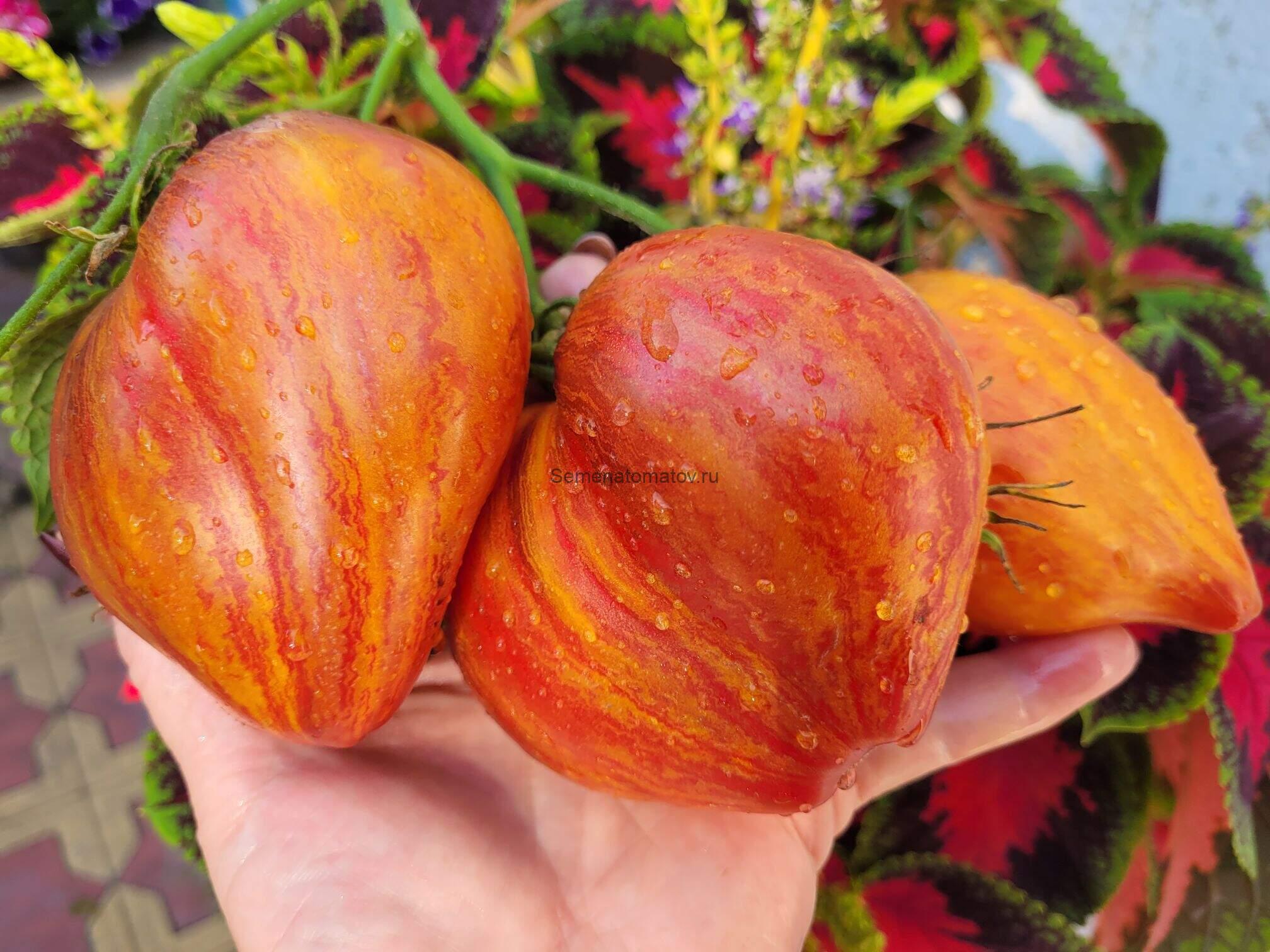 Сладкая Карамель Софии — изображение 5