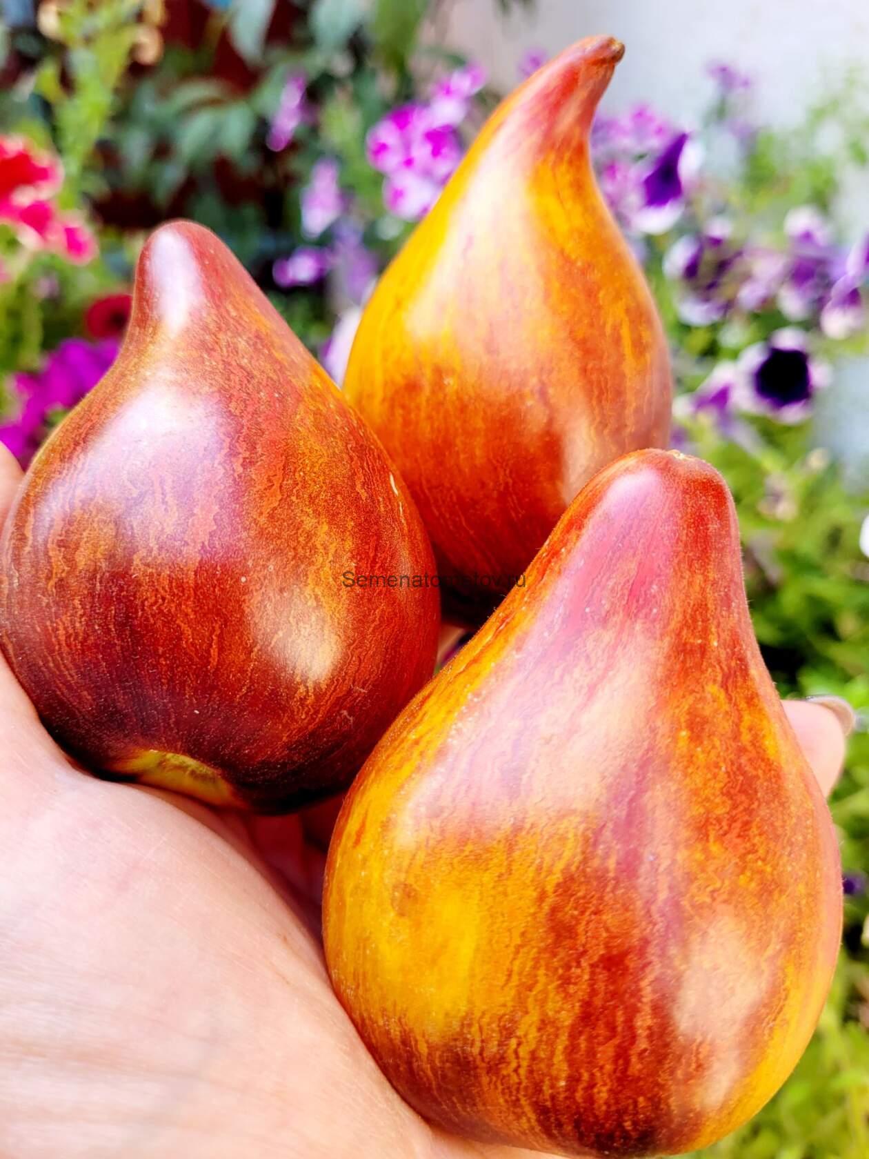 Сладкая Карамель Софии