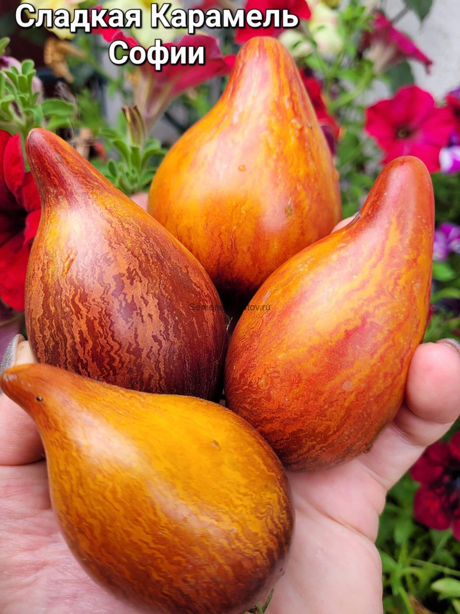 Сладкая Карамель Софии — изображение 4
