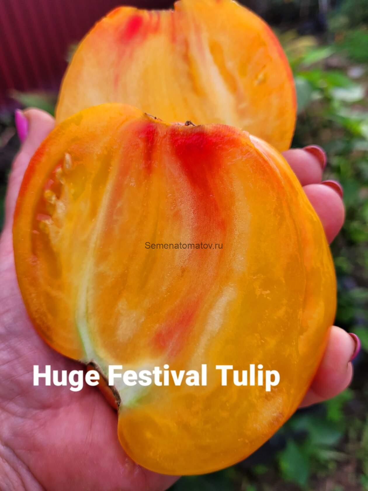 Huge Tulip Festival (Огромный Фестивальный Тюльпан) — изображение 4