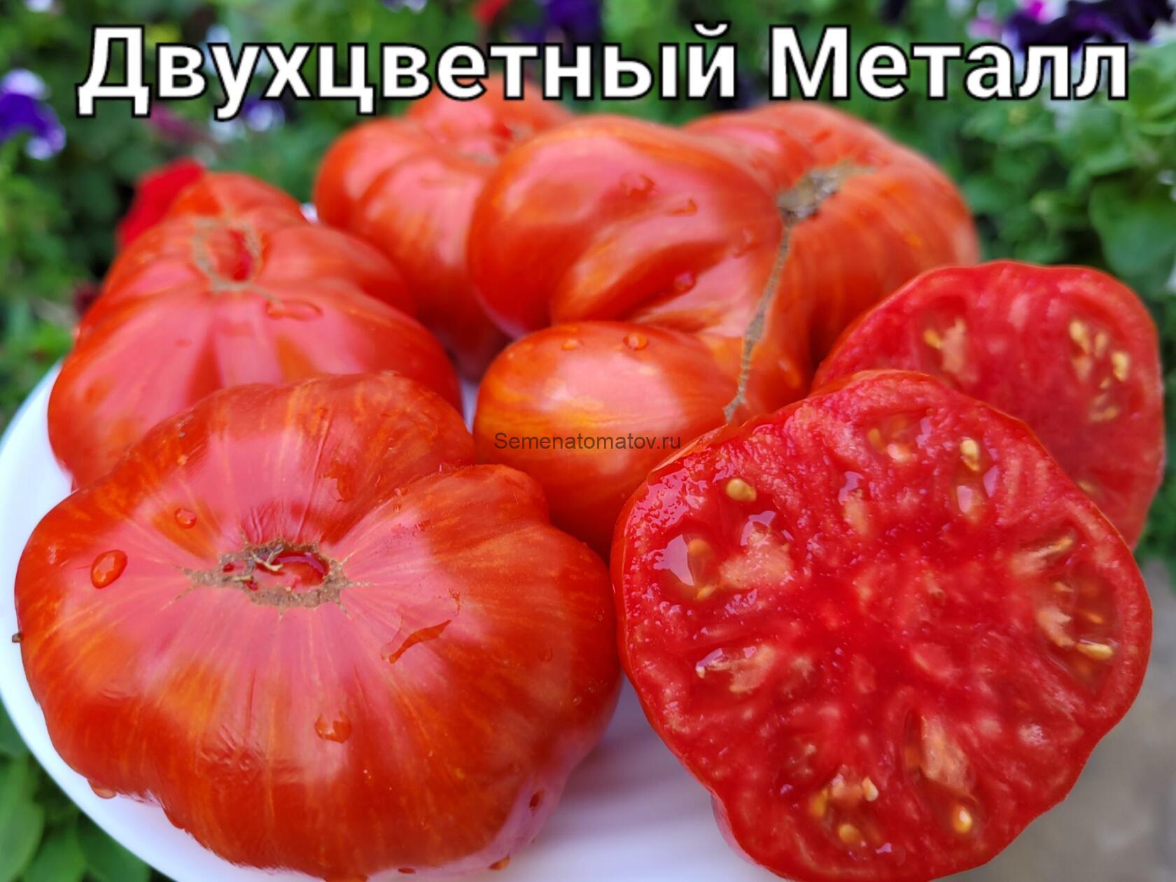 Двухцветный Металл ( Metaluna Bicolor, Хорватия)