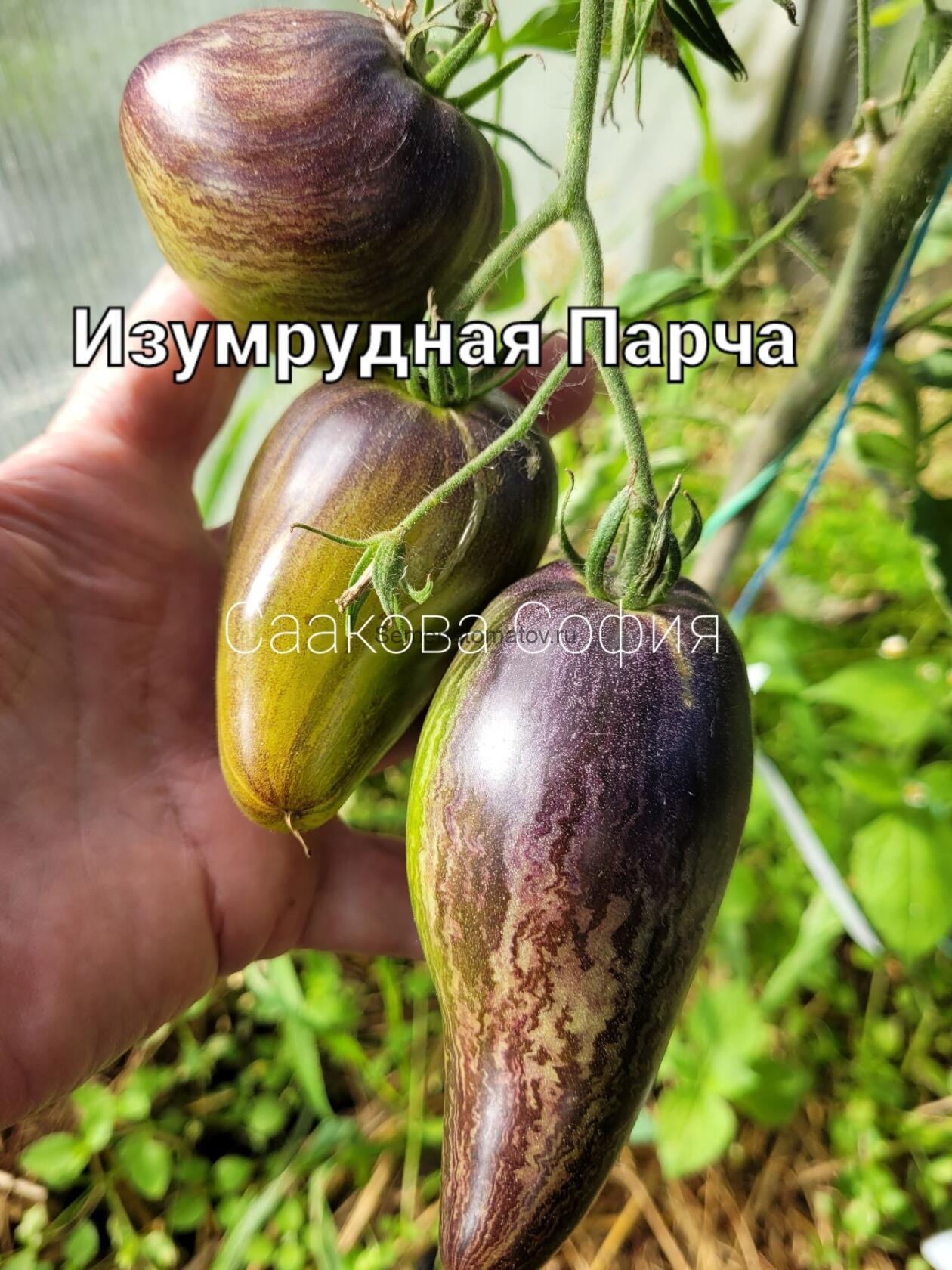 Изумрудная Парча — изображение 2