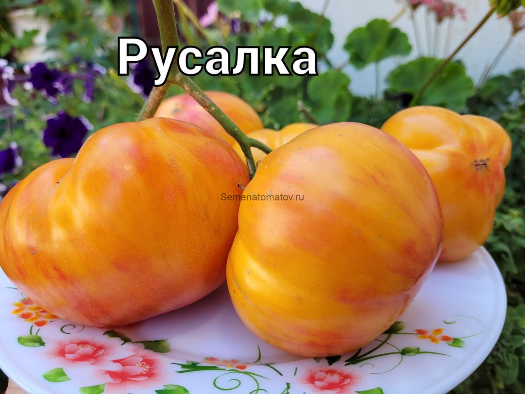 Русалка ( крупноплодный) ( Mermaid, США)