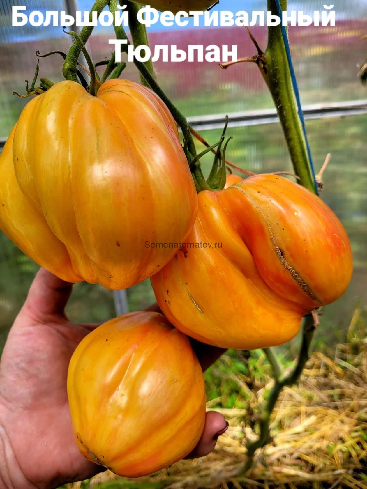 Huge Tulip Festival (Огромный Фестивальный Тюльпан) — изображение 2