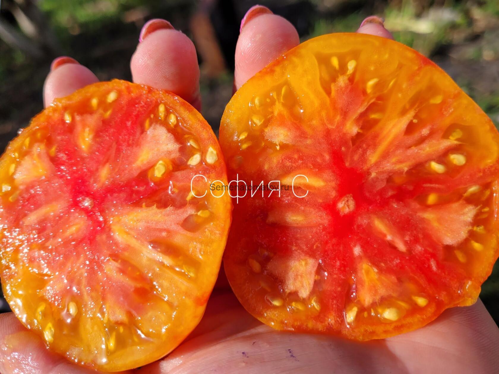 Ее Величество Бабушка — изображение 2