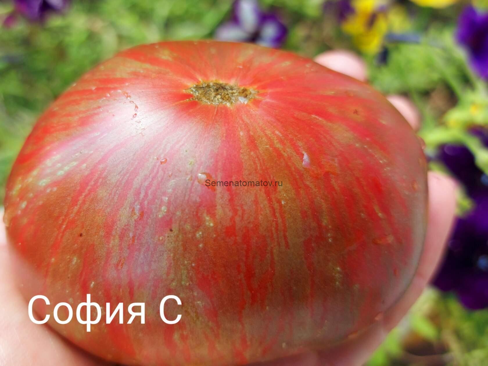 Red Amarillo Stripes Красные Полосы Амарилло