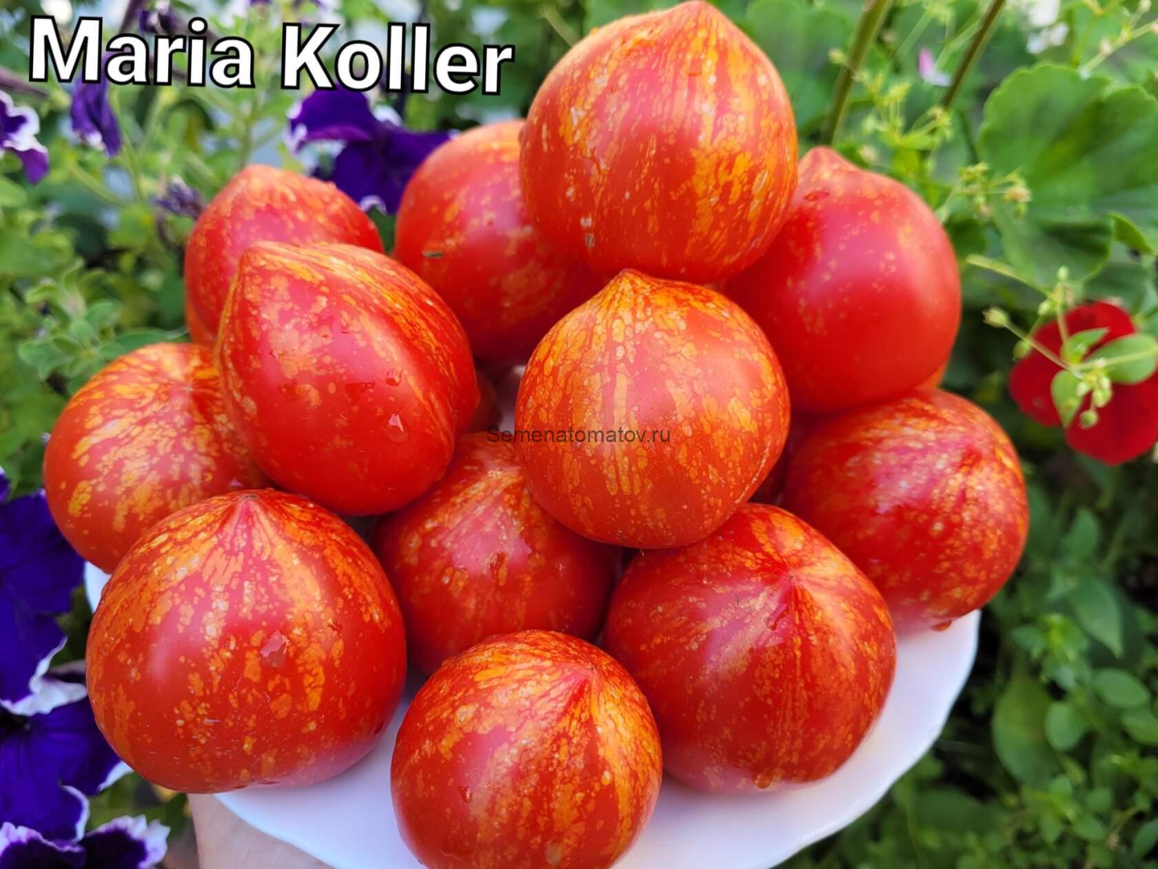 Maria Koller Мария Коллер