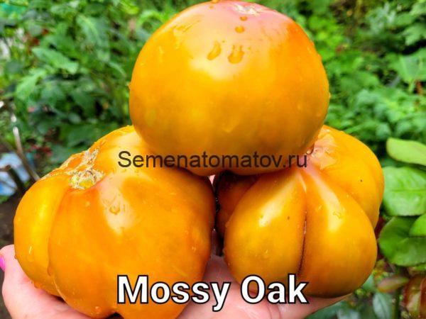 Mossy Oak  Мшистый  Дуб