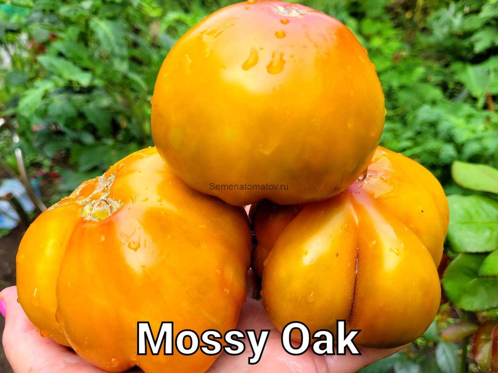 Mossy Oak Мшистый Дуб