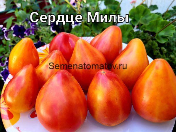 Сердце Милы