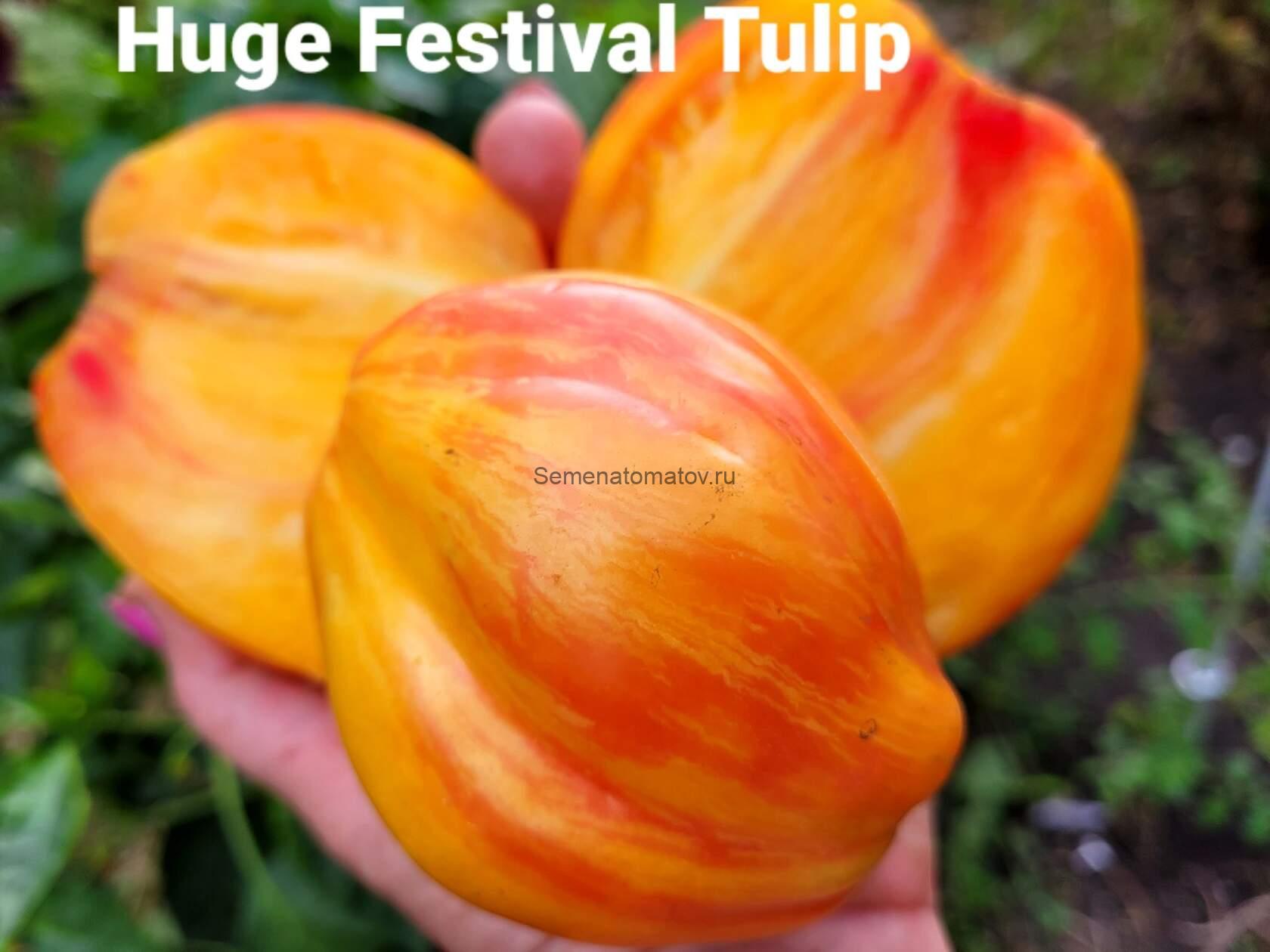 Huge Tulip Festival (Огромный Фестивальный Тюльпан) — изображение 3