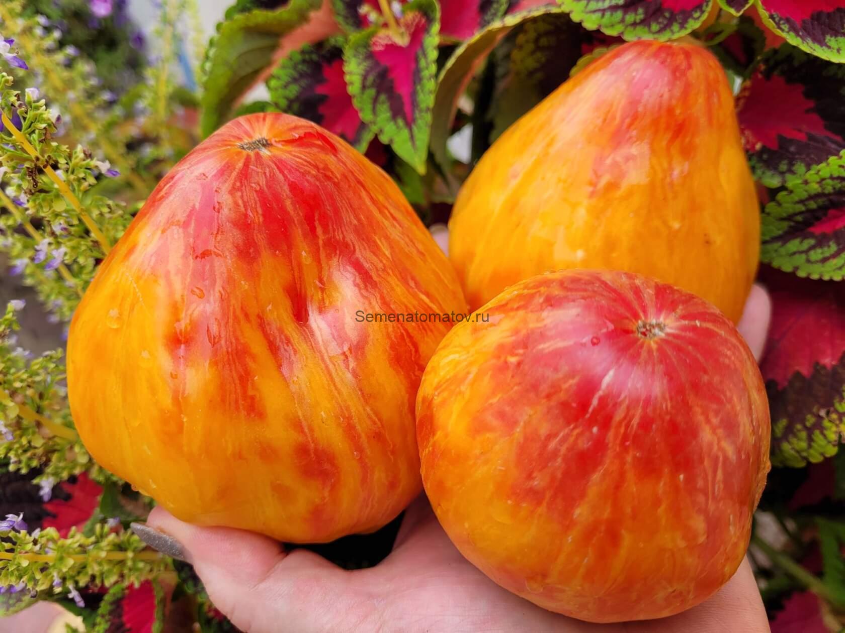 Huge Tulip Festival (Огромный Фестивальный Тюльпан) — изображение 5