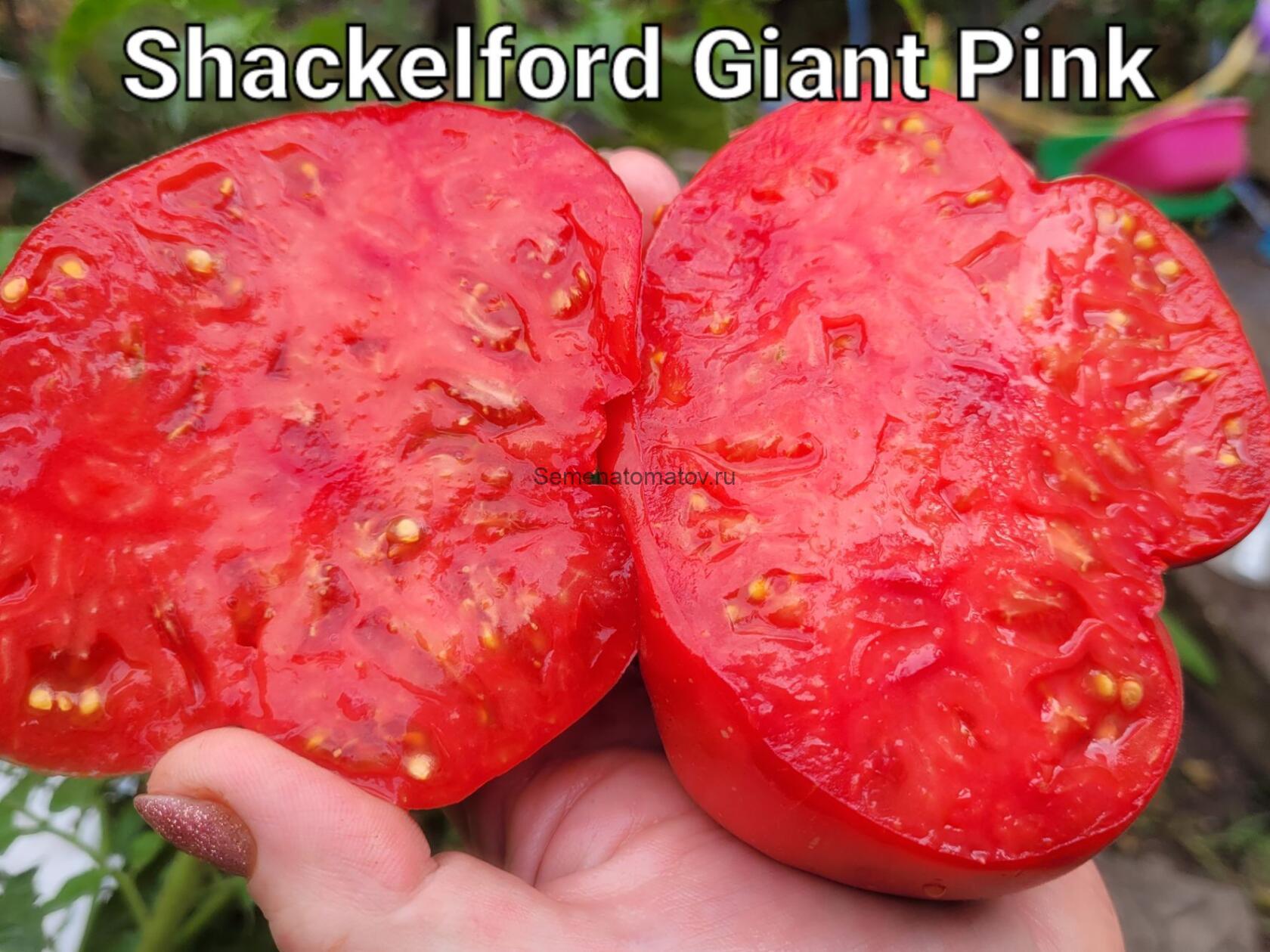 Shackelford Giant Pink Шекелфорд Гигантский Розовый — изображение 2