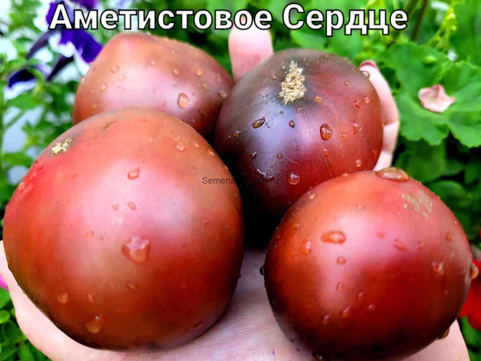 Томат аметистовое сердце - CormanStroy.ru