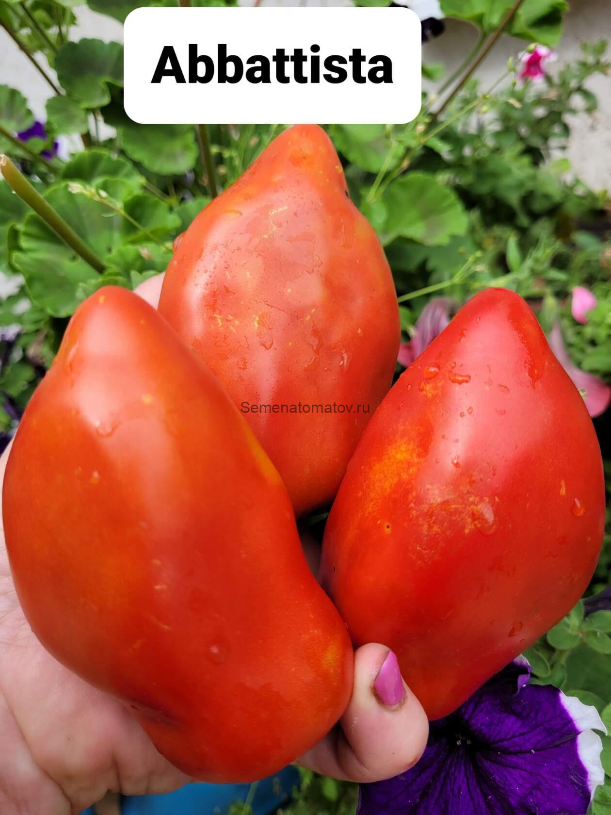 Abbattista Аббатиста