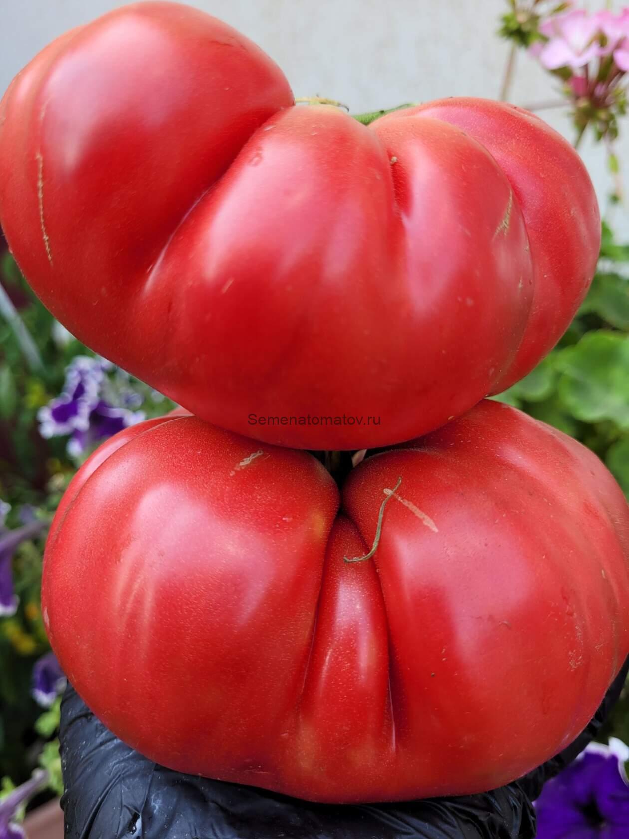 Avoa de Osedo-Авоа из Оседо Авуа де Оседо