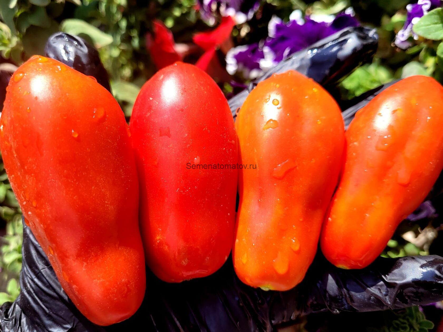 BUTALINA DI CASTELLAMONTE БУТЫЛОЧНЫЙ ИЗ КАСТЕЛЛАМОНТЕ ИТАЛИЯ