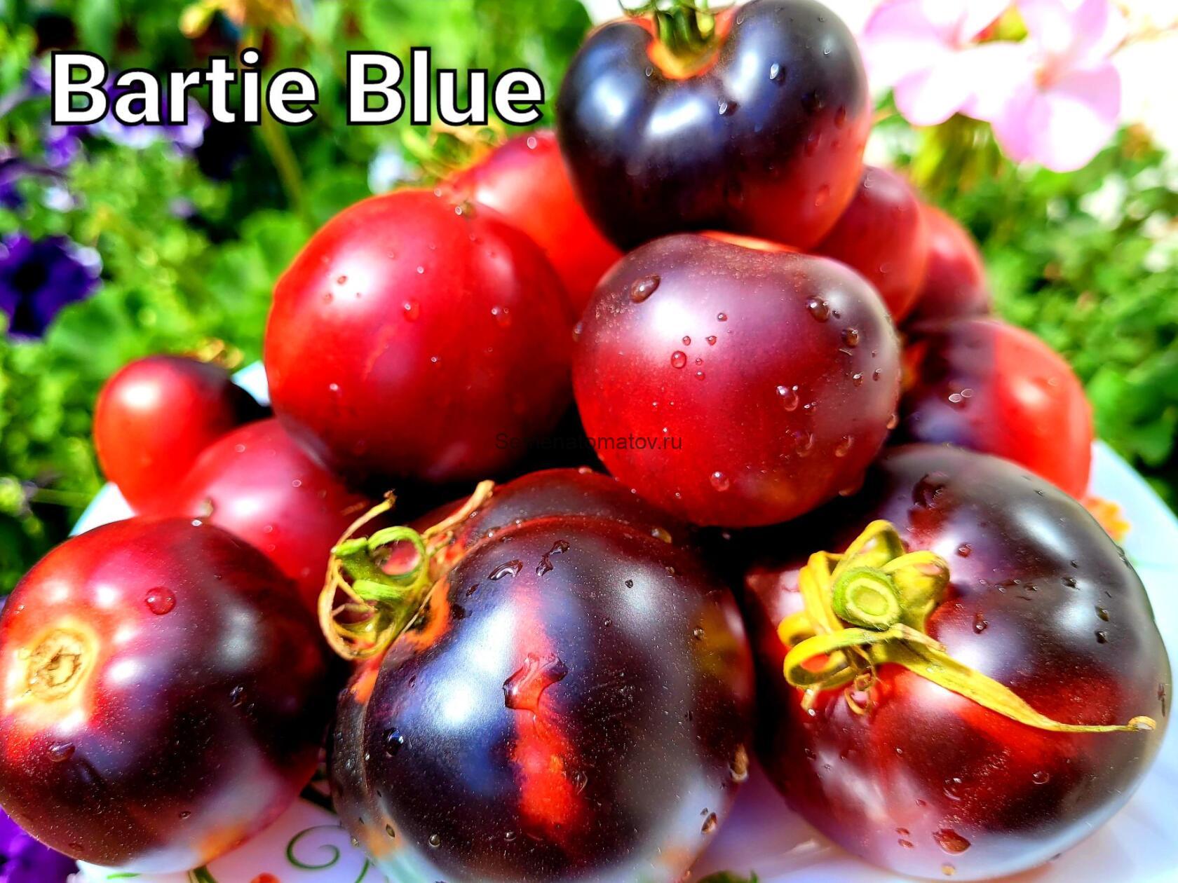 Bartie Blue / Синий Барти