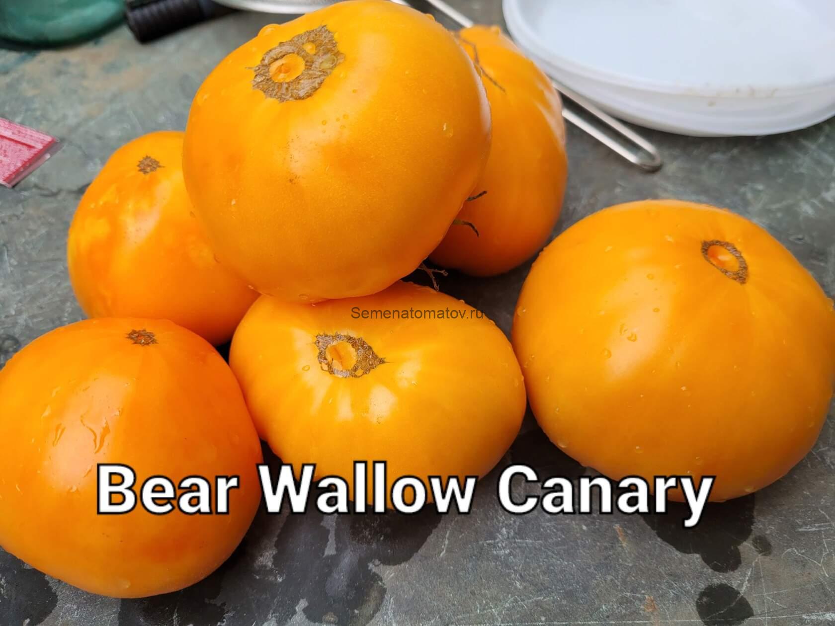 Bear Wallow Canary Канареечный Медведь Валлоу — изображение 3