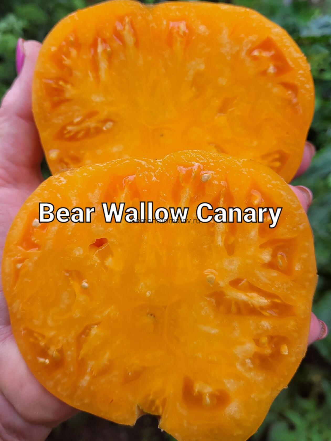 Bear Wallow Canary Канареечный Медведь Валлоу — изображение 2