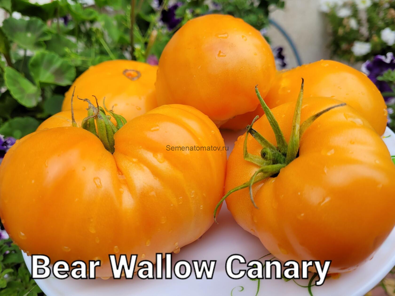 Bear Wallow Canary Канареечный Медведь Валлоу