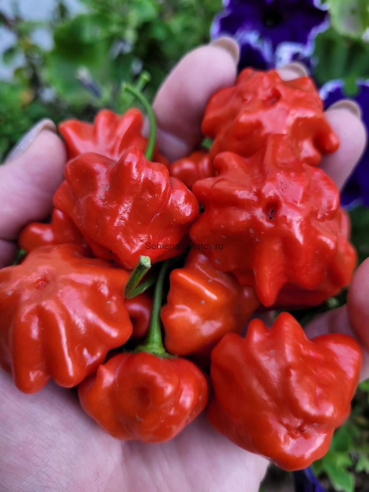 Brazilian Starfish(Бразильская морская звезда)