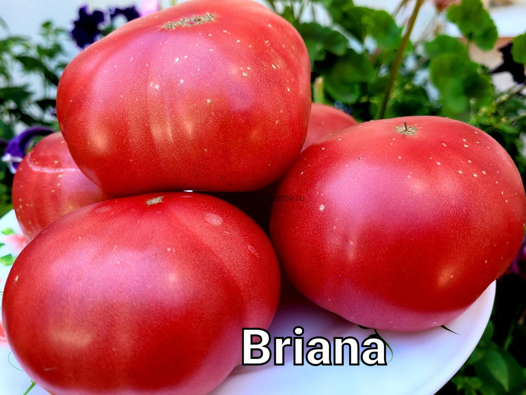 Брианна ( Brianna, США)