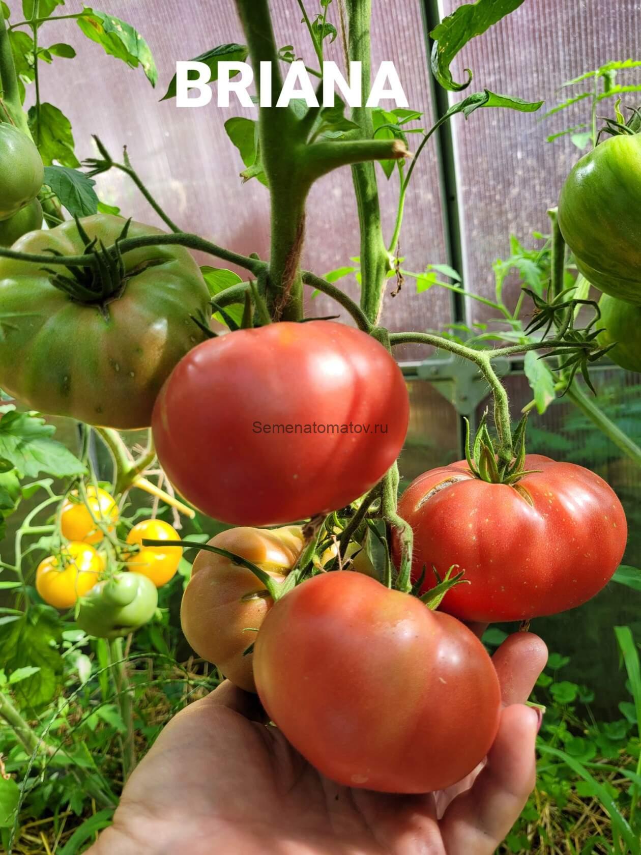 Брианна ( Brianna, США) — изображение 2