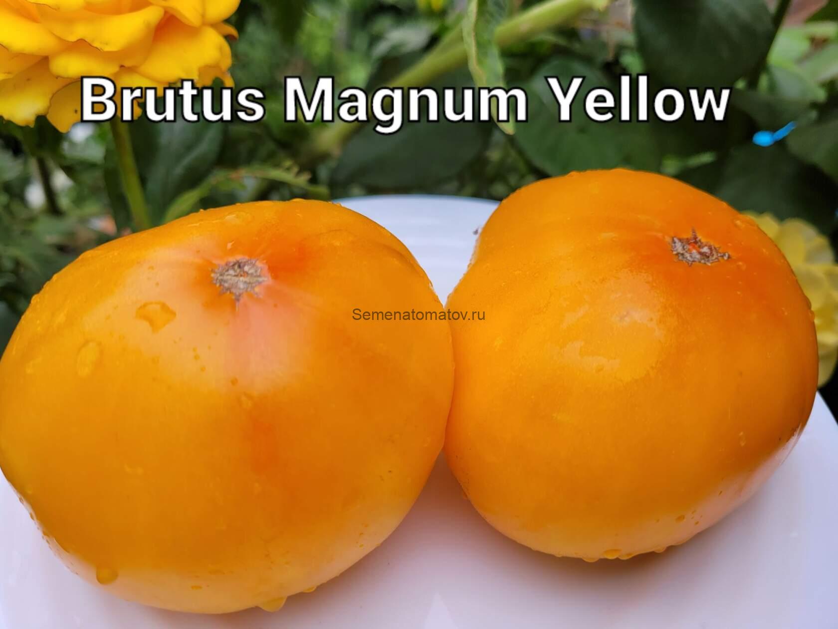 Brutus Magnum Yellow Брут Магнус Желтый