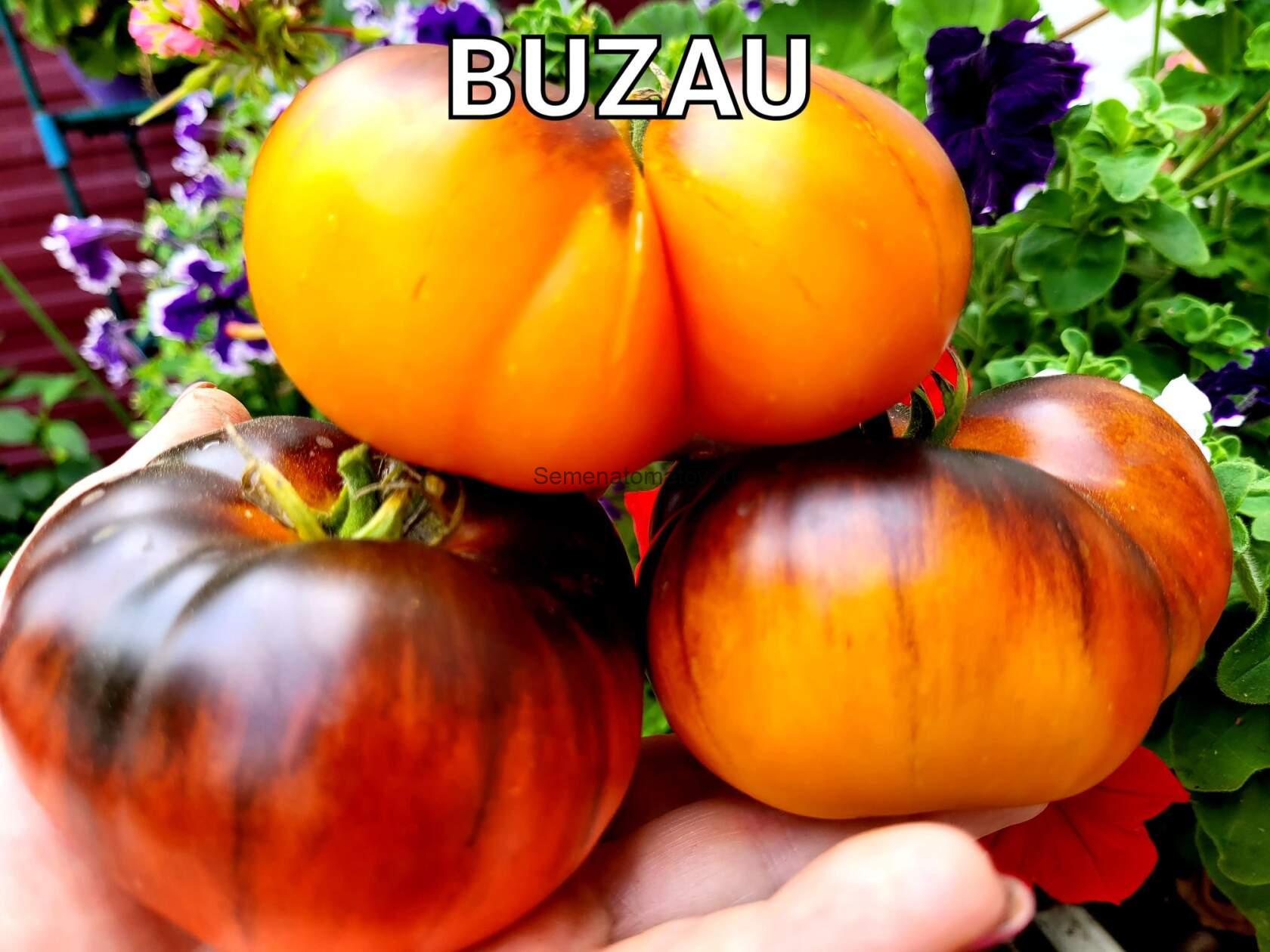 Buzau \ Бузэу