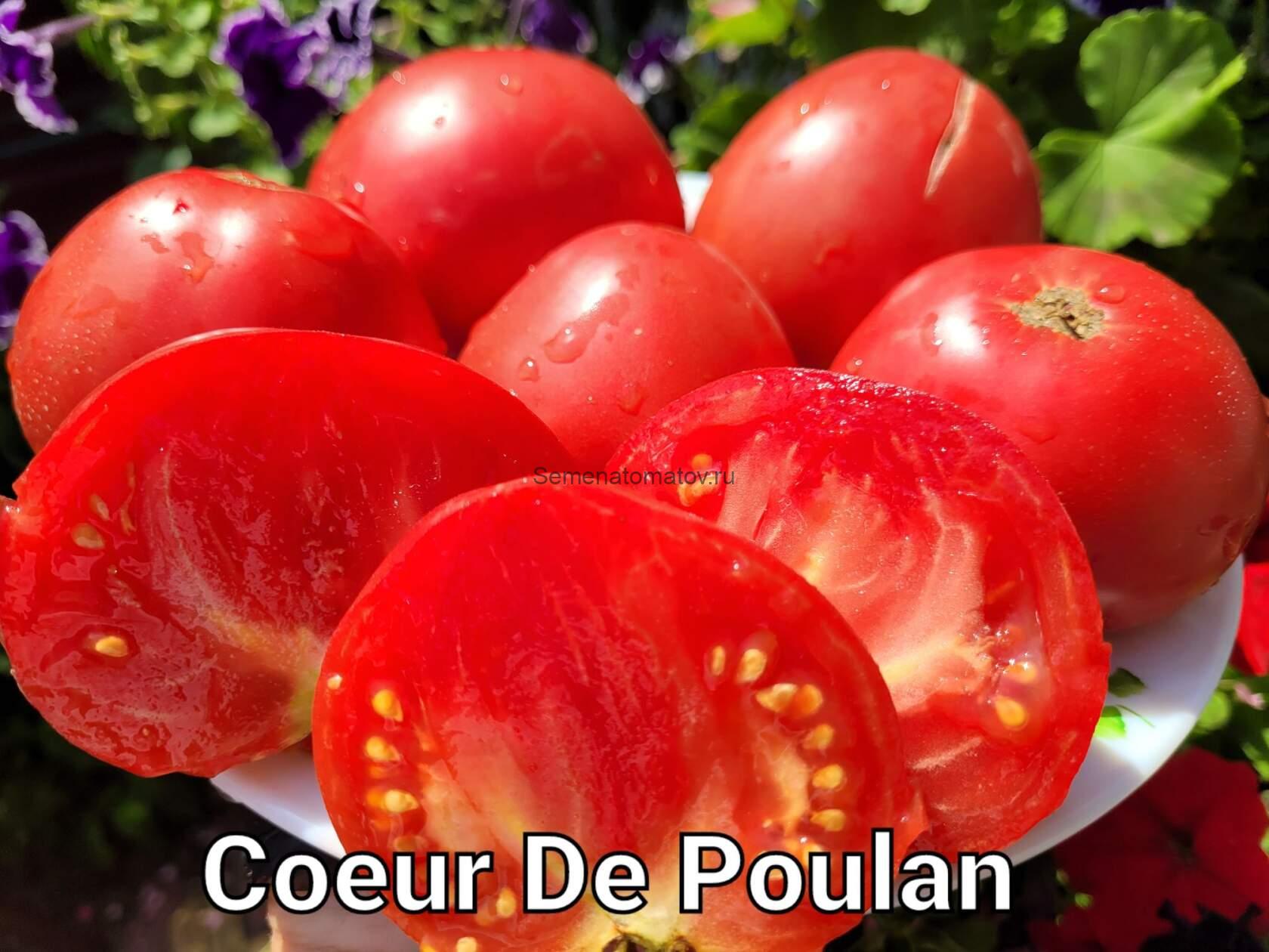 COEUR DE POULAIN---Сердце жеребенка — изображение 2