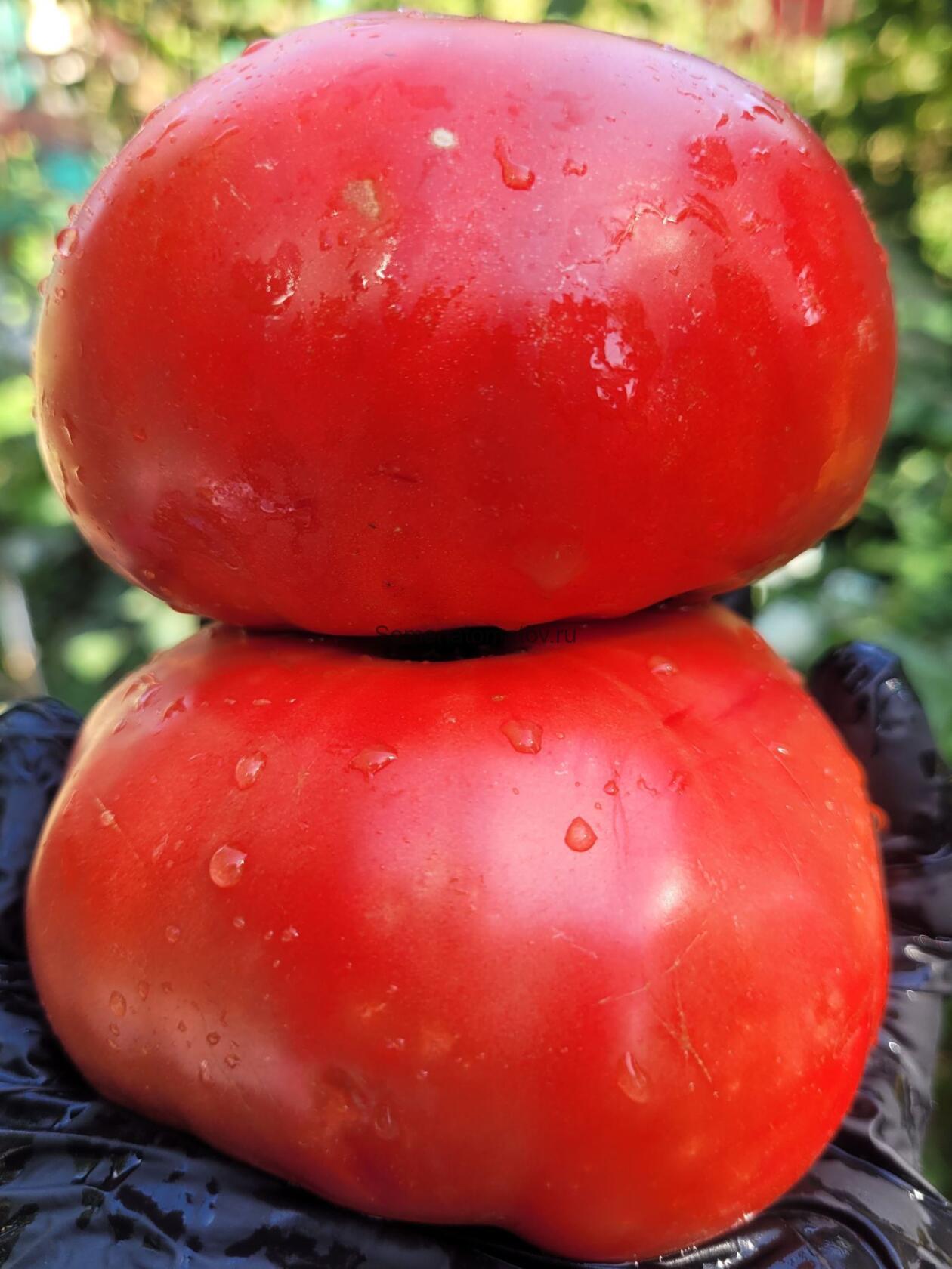 Carter's Mortgage Lifter Tomato-Ипотечный лифтер Картера