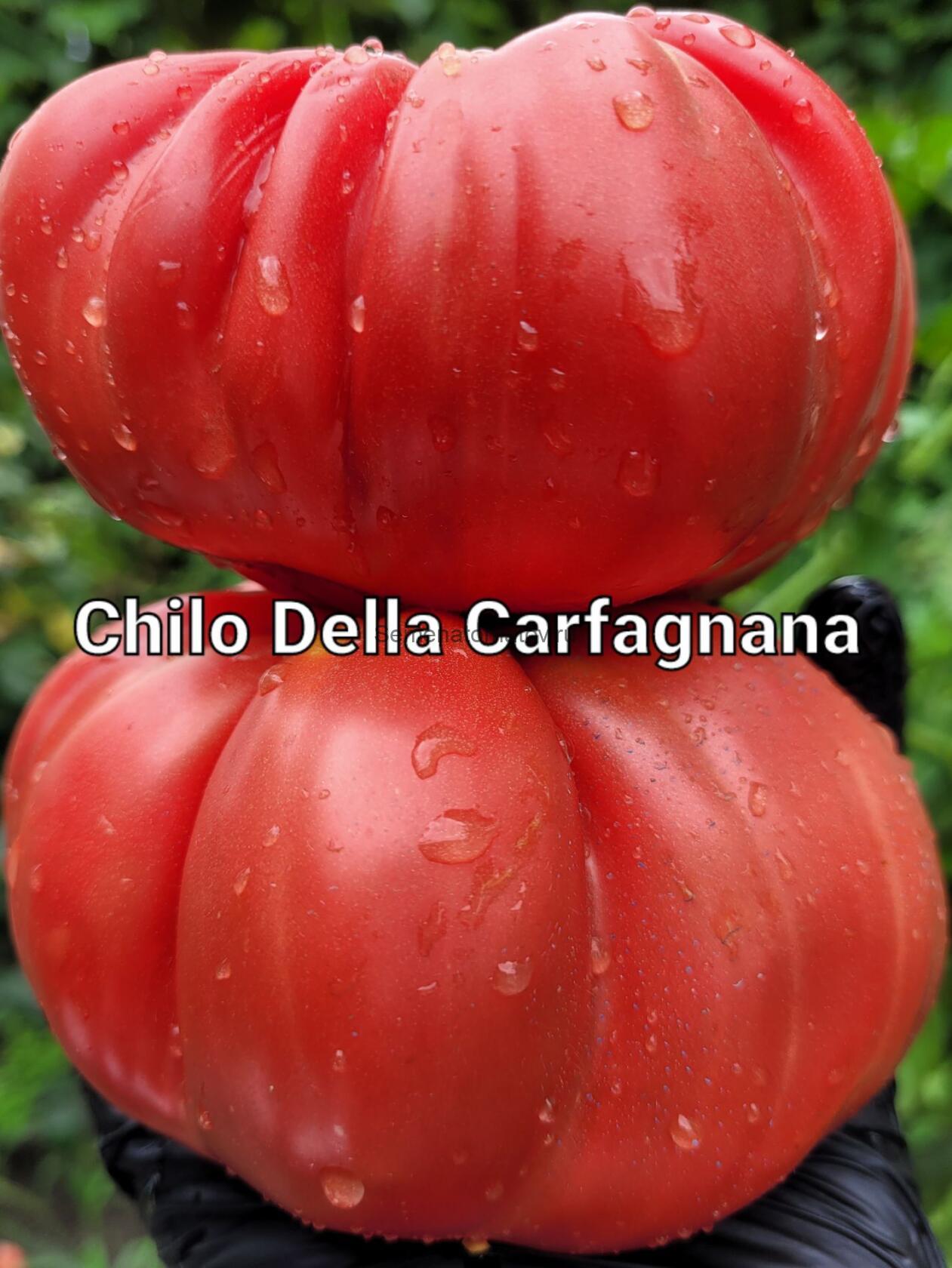 Chilo della Garfagnana (Килограммовый из Гарфаньяны) — Семена Томатов