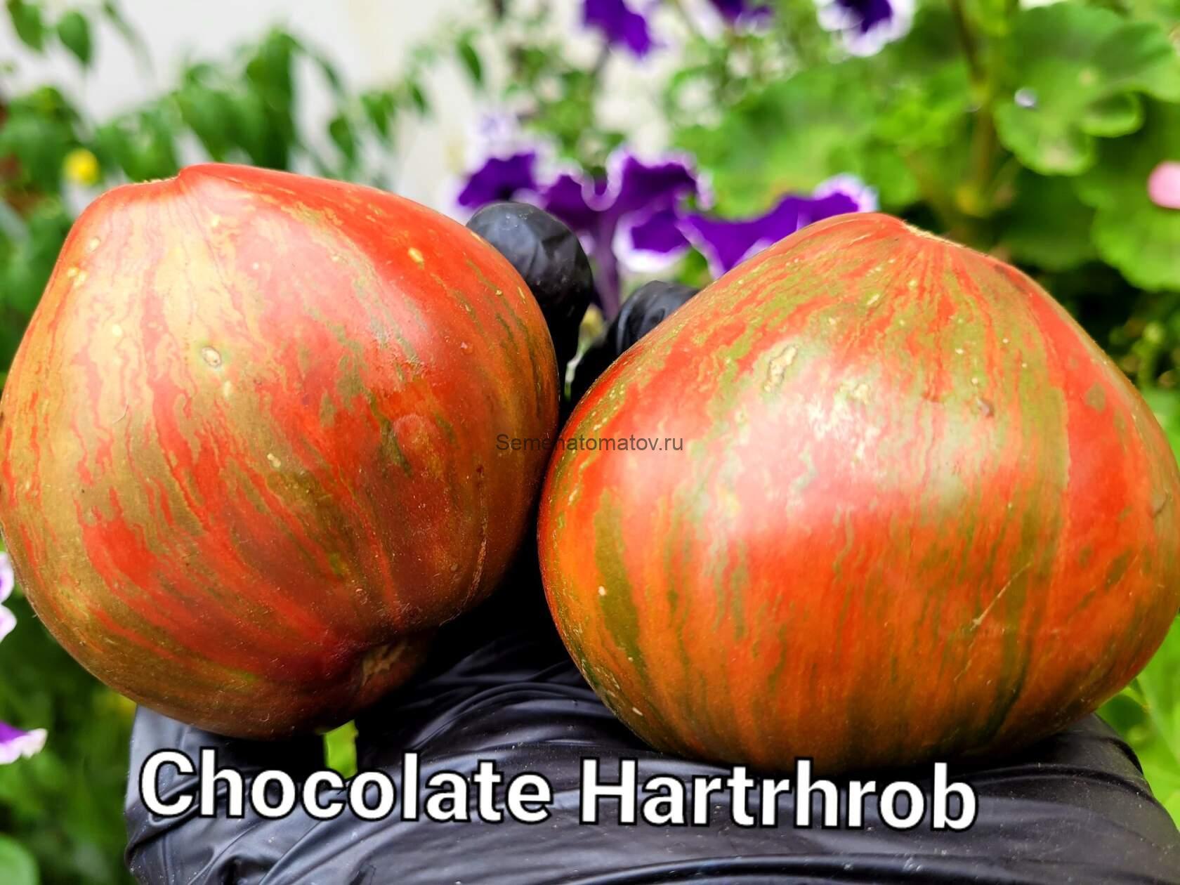 Dwarf Chocolate Heartthrob Гном Шоколадный